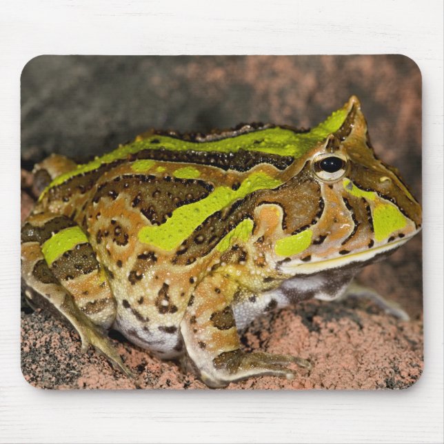 Tapis De Souris Grenouille corne brésilienne, Ceratophrys cornuta, (Devant)