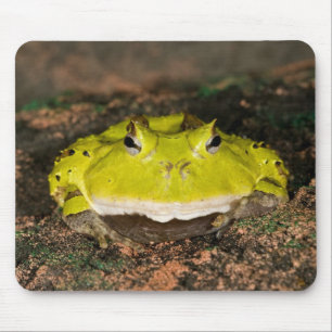 Tapis De Souris Grenouille cornu du Brésil, Ceratophrys cornuta, 2