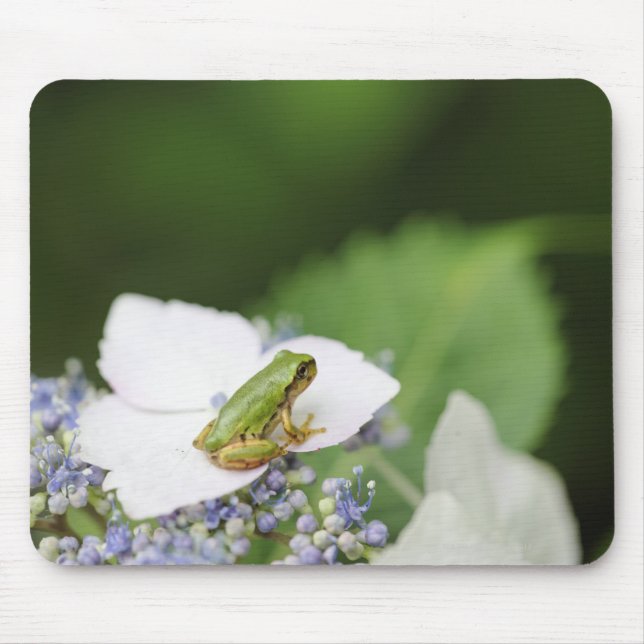Tapis De Souris Grenouille d'arbre assise sur une Hydrangée, Hyogo (Devant)