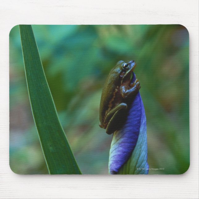 Tapis De Souris Grenouille d'arbre vert sur Iris (Devant)