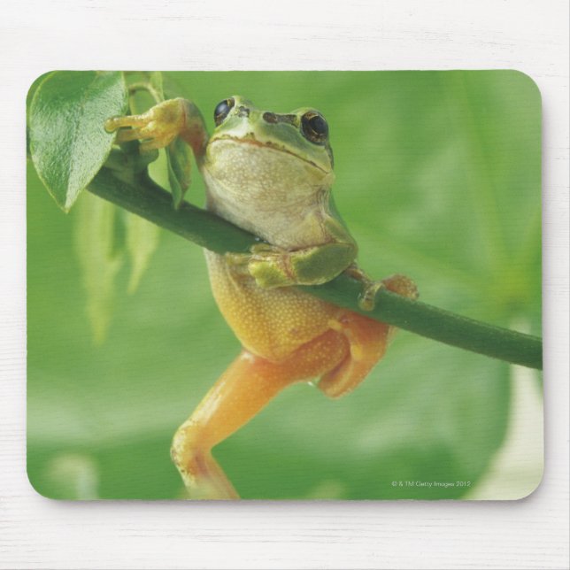 Tapis De Souris Grenouille des arbres (Devant)