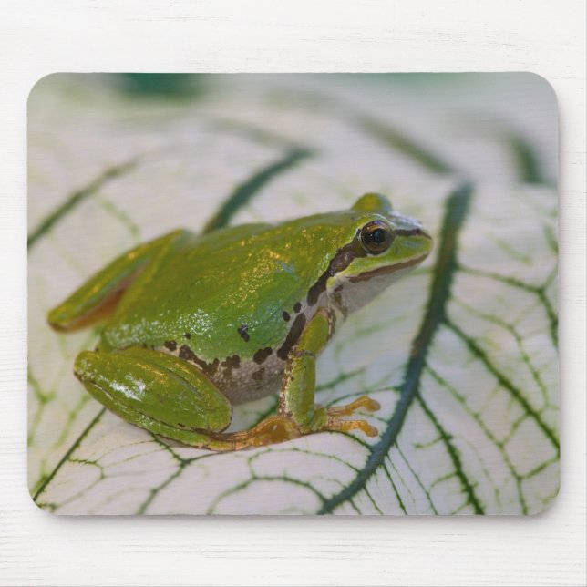 Tapis De Souris Grenouille des arbres du Pacifique sur les fleurs  (Devant)