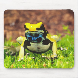 Tapis De Souris Grenouille empoisonnée, Dendrobates tinctorius,