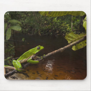 Tapis De Souris Grenouille feuille géante (Phyllomedusa bicolor) 2