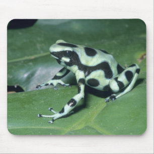 Tapis De Souris Grenouille flèche empoisonnée, (Dendrobates auratu