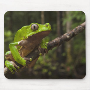 Tapis De Souris grenouille géante à feuilles (Phyllomedusa bicolor