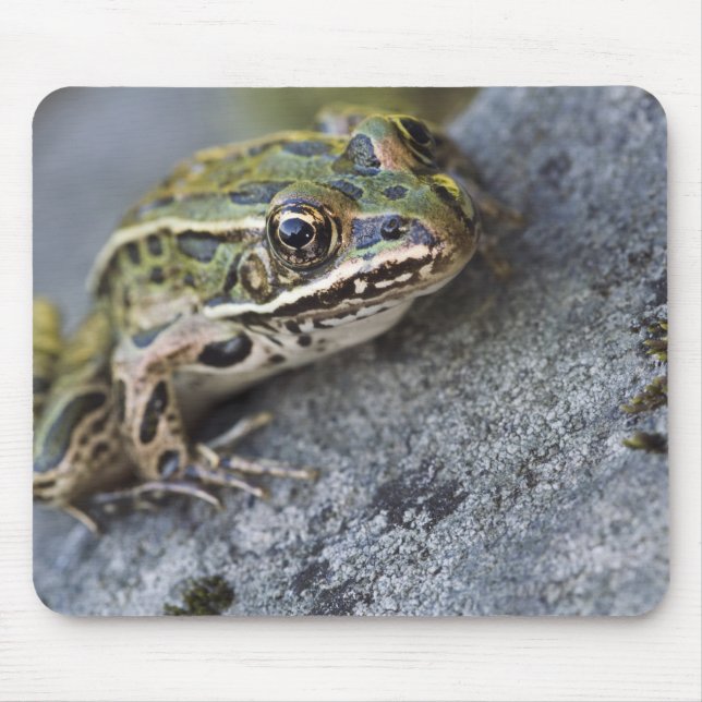 Tapis De Souris Grenouille léopard du nord, Île transparente, (Devant)