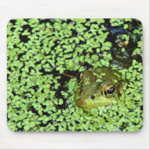 Tapis De Souris Grenouille mugissante (adspersus de Pyxicephalus)
