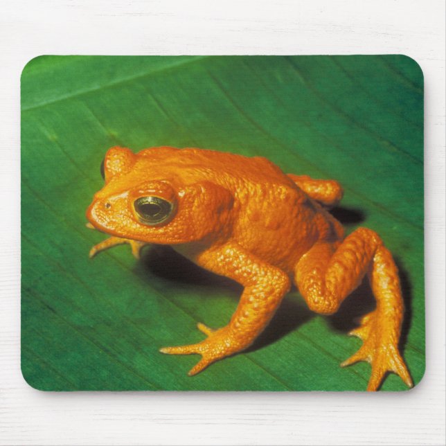 Tapis De Souris Grenouille orange (Devant)