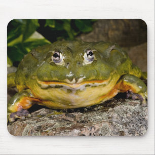 Tapis De Souris Grenouille-taureau africaine, Pyxicephalus