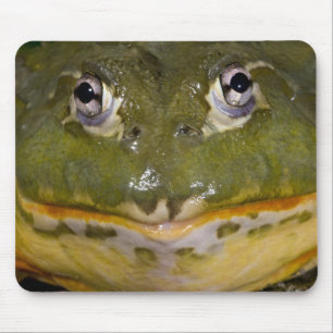 Tapis De Souris Grenouille-taureau, Pyxicephalus