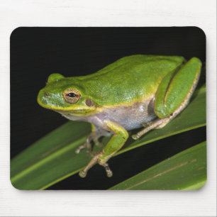 Tapis De Souris Grenouille verte (Hyla cinerea) 2