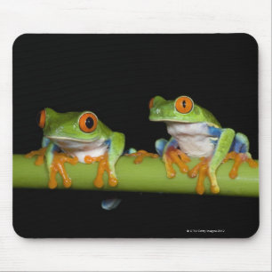 Tapis De Souris Grenouilles aux yeux rouges (Agalychnis callidryas