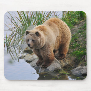 Tapis De Souris Grizzly Oear Wildlife Animal Photographie