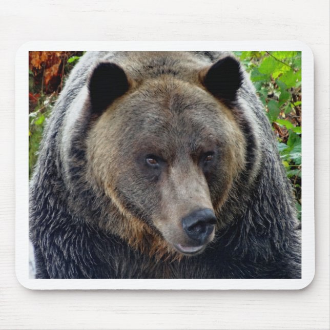Tapis De Souris Gros plan de l'ours grizzli (Devant)