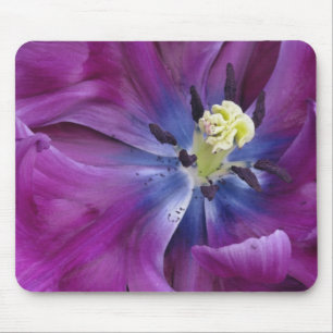 Tapis De Souris Gros plan de tulipe, Jardins de Keukenhof, Lisse, 