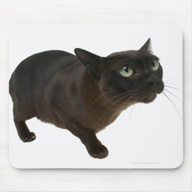 Tapis De Souris Gros plan d'un chat 2 (Devant)