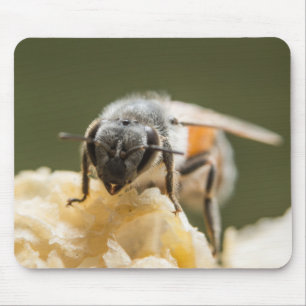 Tapis De Souris Gros plan d'une abeille dans une ruche