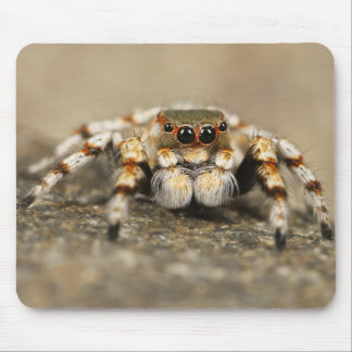 Tapis De Souris Gros plan Extraordinaire d'une araignée de Tarantu