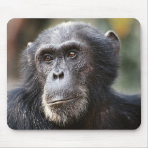Tapis De Souris Gros plan sur un chimpanzé mâle