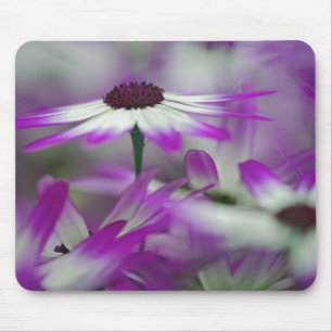 Tapis De Souris Gros plan sur une fleur violette, jardin Keukenhof