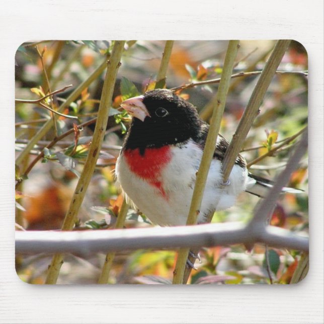 Tapis De Souris Grosbeak à poitrine rouge (Devant)