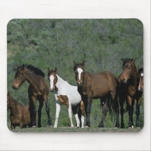 Tapis De Souris Groupe de chevaux sauvages de mustang