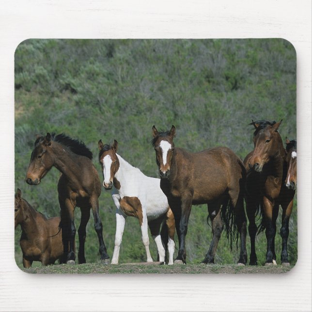 Tapis De Souris Groupe de chevaux sauvages de mustang (Devant)