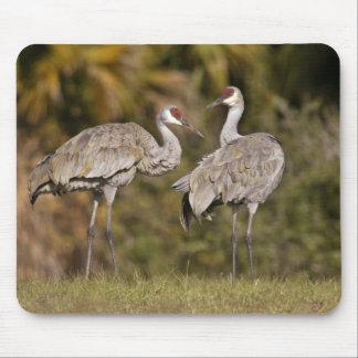 Tapis De Souris Grues de Sandhill