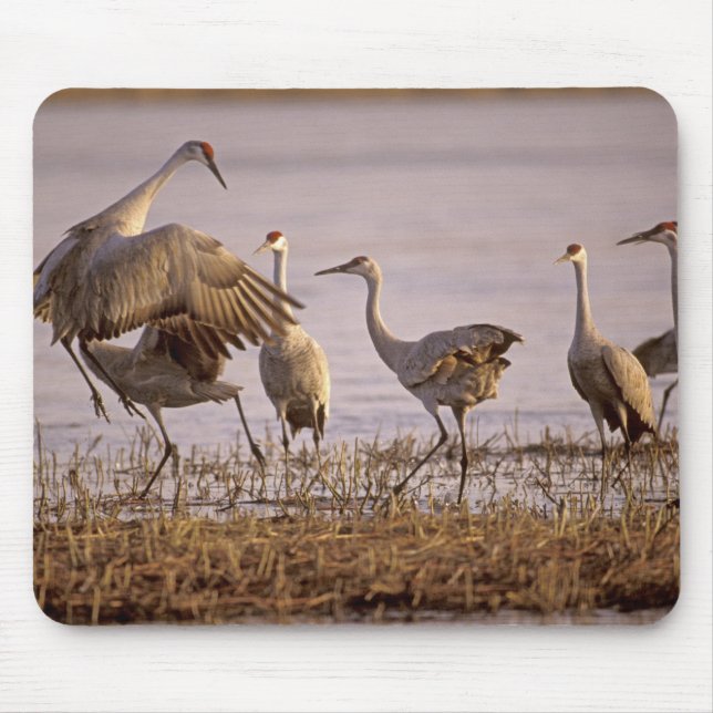 Tapis De Souris Grues du Canada Grus canadensis) Platte (Devant)