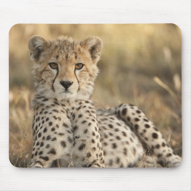 Tapis De Souris Guépard, Acinonyx jubatus (Devant)