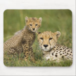 Tapis De Souris Guépard, Acinonyx jubatus, avec un petit<br><div class="desc">Guépard,  Acinonyx jubatus,  avec un petit dans la réserve de Masai Mara GR,  Kenya � Joe McDonald / SuperStock.com</div>