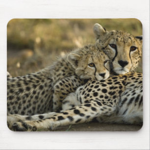 Tapis De Souris Guépard, Acinonyx jubatus, avec un petit dans le M