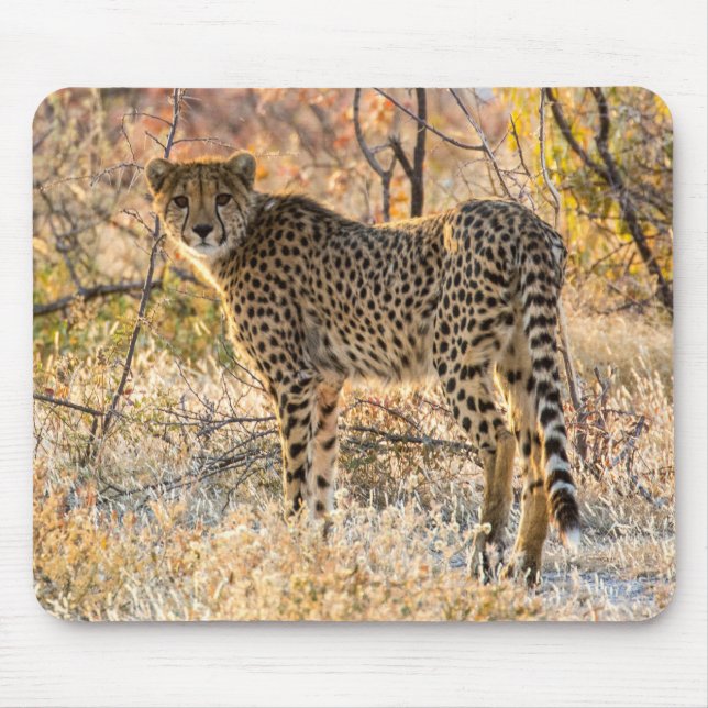 Tapis De Souris Guépard regardant autour (Devant)