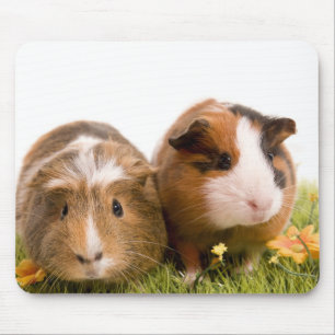 Tapis De Souris guinea pigs on a lawn