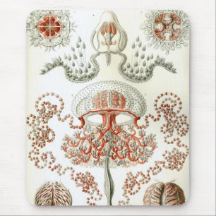 Tapis De Souris Haeckel