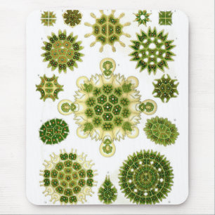 Tapis De Souris Haeckel