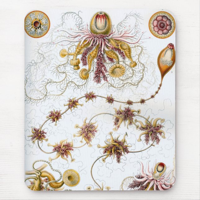 Tapis De Souris Haeckel (Devant)
