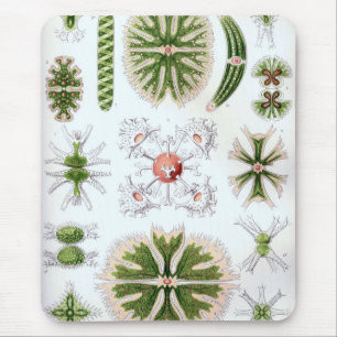 Tapis De Souris Haeckel