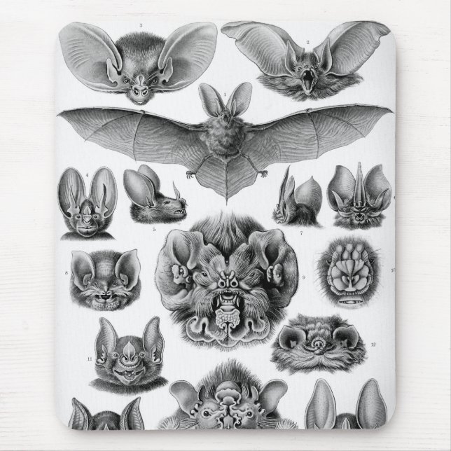 Tapis De Souris Haeckel Bats (Devant)