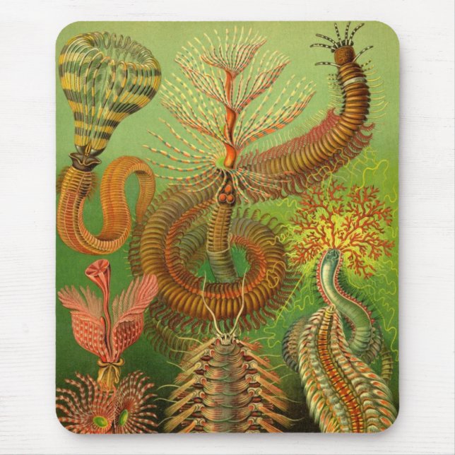 Tapis De Souris Haeckel Centipedes (Devant)