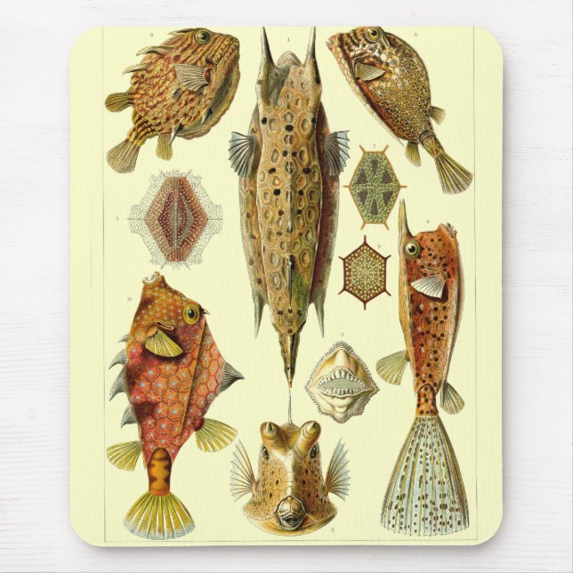 Tapis De Souris Haeckel Fish (Devant)