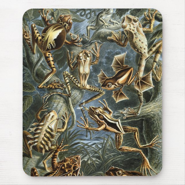 Tapis De Souris Haeckel Frogs (Devant)
