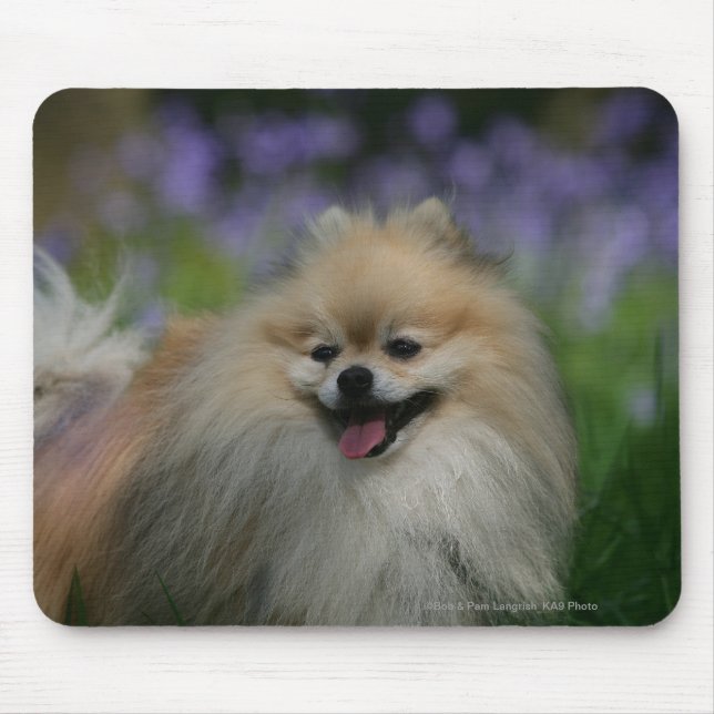 Tapis De Souris Halètement de Pomeranian (Devant)