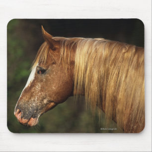 Tapis De Souris Headshot 1 de cheval d'Appaloosa
