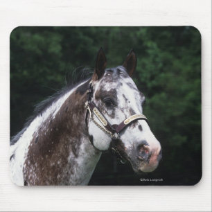 Tapis De Souris Headshot 2 de cheval d'Appaloosa