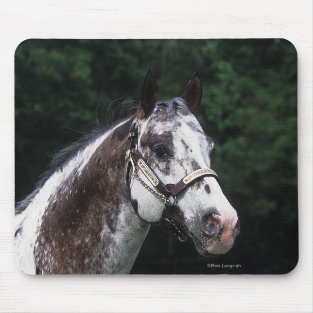 Tapis De Souris Headshot 2 de cheval d'Appaloosa (Devant)