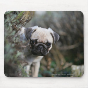 Tapis De Souris Headshot de chiot de carlin de faon