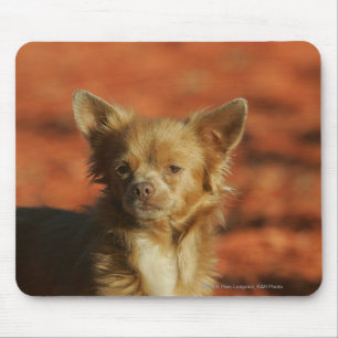 Tapis De Souris Headshot de chiot de chiwawa