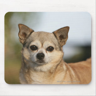 Tapis De Souris Headshot de chiwawa